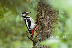 Attēlu rezultāti vaicājumam “Dendrocopos major female”