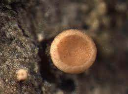 Attēlu rezultāti vaicājumam “Coenogonium pineti”