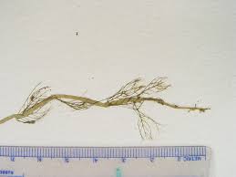 Attēlu rezultāti vaicājumam “Myriophyllum alterniflorum leaf”