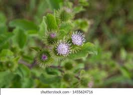 Attēlu rezultāti vaicājumam “Cirsium heterophyllum flower”