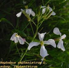 Attēlu rezultāti vaicājumam “Raphanus raphanistrum”