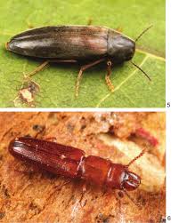 Attēlu rezultāti vaicājumam “Pyrochroidae imago”