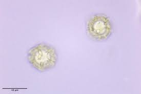 Attēlu rezultāti vaicājumam “Oligonema sp.”