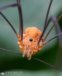 Attēlu rezultāti vaicājumam “Opiliones”
