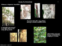 Attēlu rezultāti vaicājumam “Platanus x hispanica (syn. Platanus x acerifolia)”