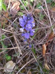 Attēlu rezultāti vaicājumam “Polygala vulgaris flower”