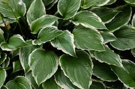 Attēlu rezultāti vaicājumam “Hosta sp. leaf”