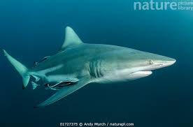 Image result for Carcharhinus limbatus