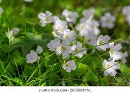 Attēlu rezultāti vaicājumam “Oxalis acetosella flower”