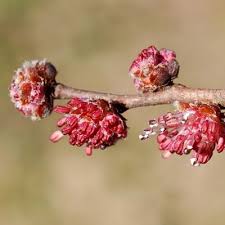 Attēlu rezultāti vaicājumam “Ulmus laevis flower”