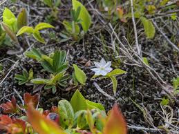Attēlu rezultāti vaicājumam “Trientalis europaea bud”
