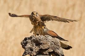 Attēlu rezultāti vaicājumam “Falco tinnunculus”