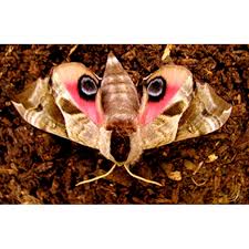 Attēlu rezultāti vaicājumam “Smerinthus ocellata”