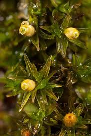 Attēlu rezultāti vaicājumam “Bryum caespiticium sporophyte”