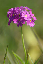 Attēlu rezultāti vaicājumam “Primula farinosa fruit”