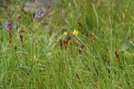 Attēlu rezultāti vaicājumam “Blysmus compressus flower”
