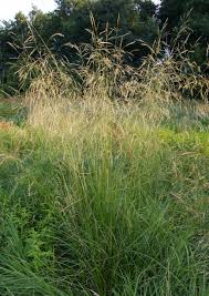 Attēlu rezultāti vaicājumam “Deschampsia cespitosa”
