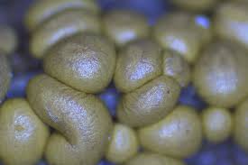 Attēlu rezultāti vaicājumam “Oligonema sp.”