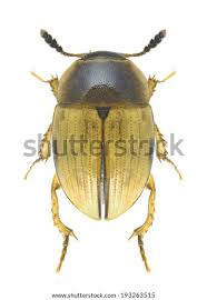 Attēlu rezultāti vaicājumam “Leiodidae”