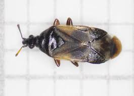 Attēlu rezultāti vaicājumam “Anthocoris nemorum”