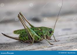 Attēlu rezultāti vaicājumam “Decticus verrucivorus”