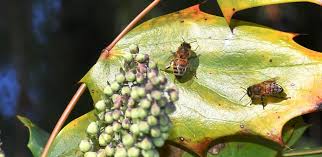 Image result for Boccia In Epsom & Ewell (Bees)