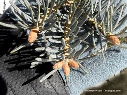 Attēlu rezultāti vaicājumam “Abies concolor”