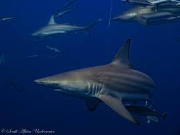 Image result for Carcharhinus limbatus