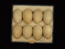 Attēlu rezultāti vaicājumam “Fulica atra eggs”