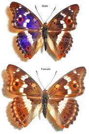 Attēlu rezultāti vaicājumam “Apatura ilia male”