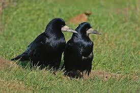 Attēlu rezultāti vaicājumam “Corvus frugilegus”