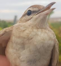 Image result for Cercotrichas galactotes