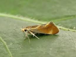 Attēlu rezultāti vaicājumam “Oecophoridae”