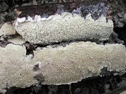 Attēlu rezultāti vaicājumam “Schizopora paradoxa”