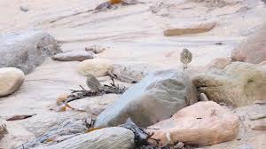 Attēlu rezultāti vaicājumam “Anthus petrosus adult”