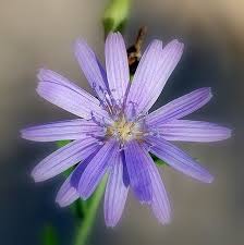 Attēlu rezultāti vaicājumam “Lactuca tatarica bud”