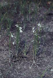 Attēlu rezultāti vaicājumam “Lobelia dortmanna flower”