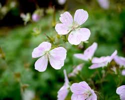 Attēlu rezultāti vaicājumam “Geranium sylvaticum leaf”