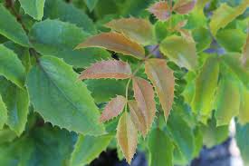 Attēlu rezultāti vaicājumam “Mahonia aquifolium leaf”