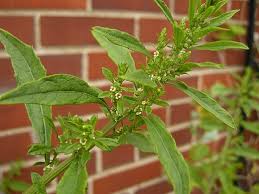 Attēlu rezultāti vaicājumam “Chenopodium acerifolium”