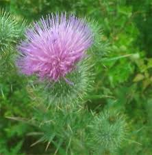 Attēlu rezultāti vaicājumam “Dipsacus fullonum fruit”