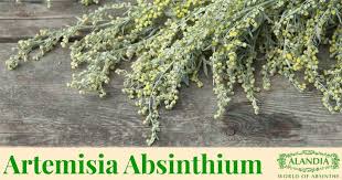 Image result for Artemisia absinthium