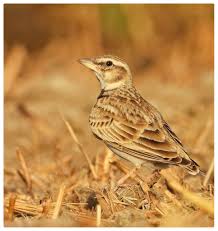 Image result for Melanocorypha bimaculata