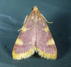 Attēlu rezultāti vaicājumam “Hypsopygia costalis”