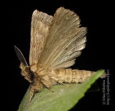 Attēlu rezultāti vaicājumam “Pterostoma palpina larva”