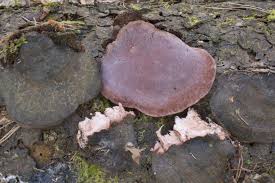 Attēlu rezultāti vaicājumam “Fomitopsis rosea”