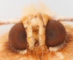 Attēlu rezultāti vaicājumam “Crocallis elinguaria”