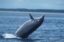 Image result for Tursiops truncatus