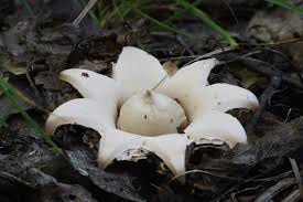 Attēlu rezultāti vaicājumam “Geastrum”