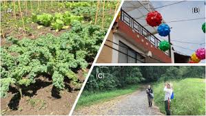 Attēlu rezultāti vaicājumam “Didymium serpula young”